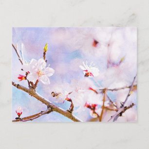 Carte Postale Cerise Japonaise - Sakura En Fleur