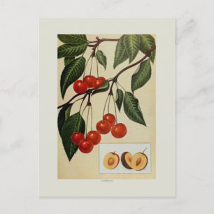Carte Postale Cerises