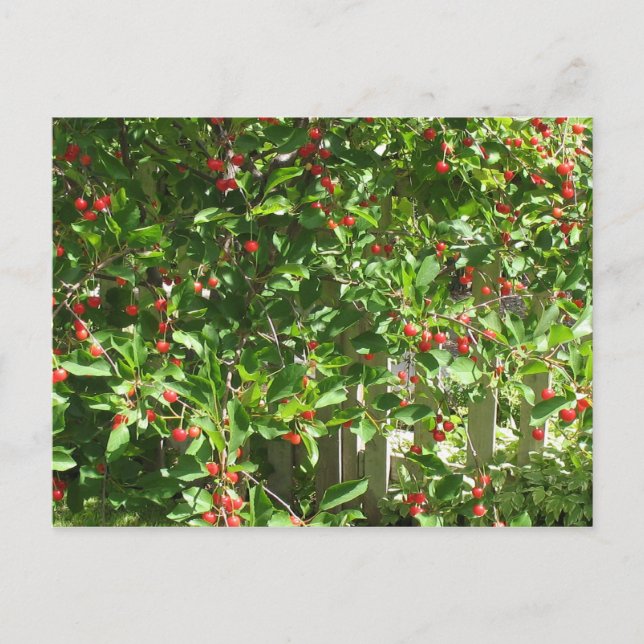 Carte Postale Cerises à tarte rouge (Devant)