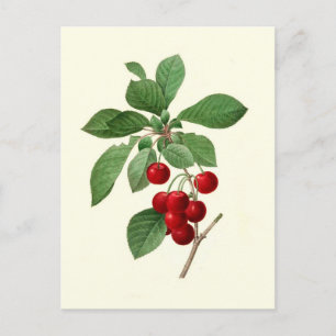 Carte Postale Cerises par Pierre-Joseph Redouté