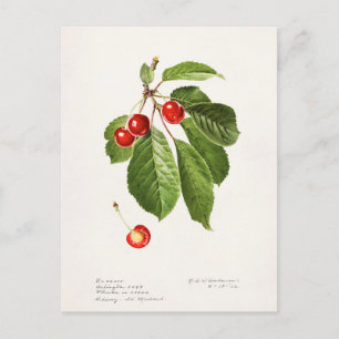 Carte Postale Cerises (Prunus Avium) Aquarelle de fruits Peintur