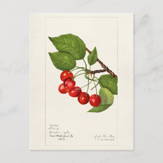 Carte Postale Cerises (Prunus Avium) Aquarelle de fruits Peintur (Devant)