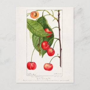Carte Postale Cerises (Prunus Avium) Aquarelle de fruits Peintur
