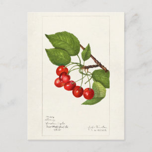 Carte Postale Cerises (Prunus Avium) Peinture à l'aquarelle de f