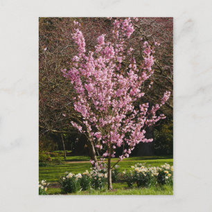 Carte postale Cerisier Rose