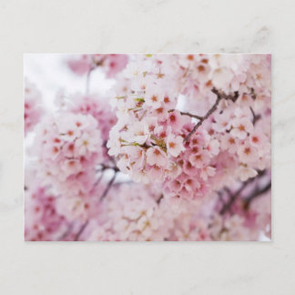 Carte Postale Cerisiers en fleurs