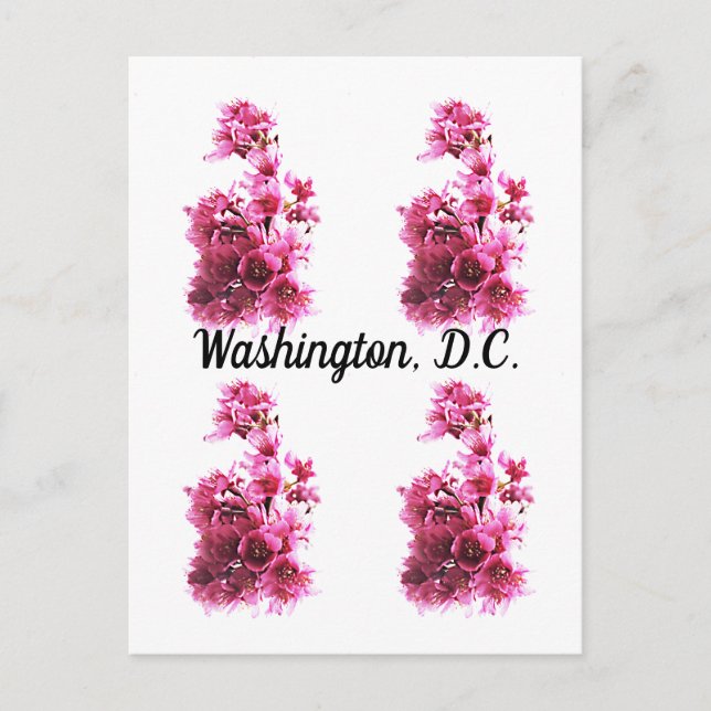 Carte Postale Cerisiers en fleurs à Washington, D.C. (Devant)