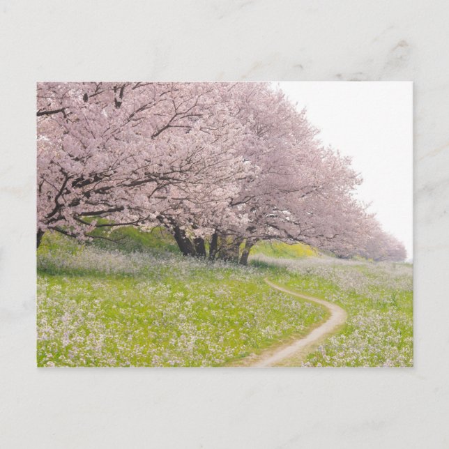 Carte Postale Cerisiers Yoshino florissants dans un champ (Devant)