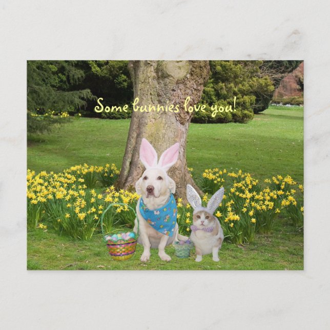 Carte Postale Certains lapins vous aiment ! (Devant)