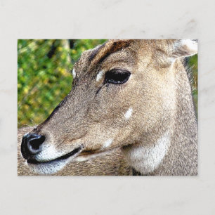 CARTE POSTALE CERVEAU