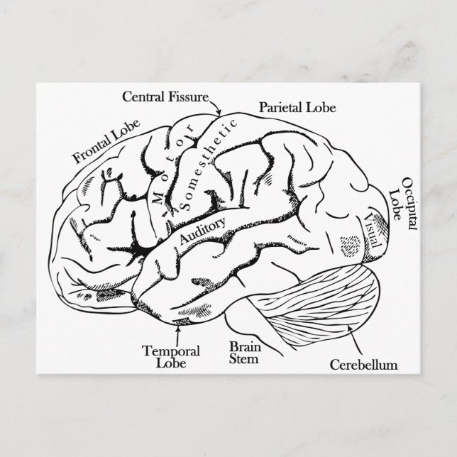 Carte Postale Cerveau humain (Devant)