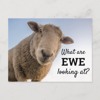 Carte Postale C'Est Drôle Que L'On Regarde Les Moutons