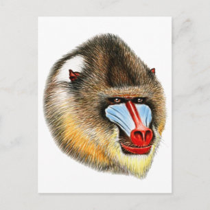 CARTE POSTALE C'EST MANDRILL