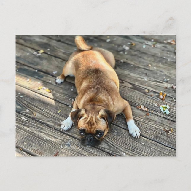 Carte Postale C'est une vie difficile (Devant)