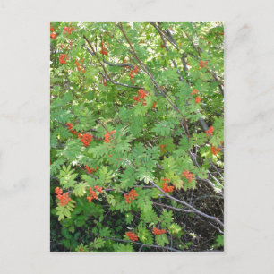 Carte Postale Cet arbre s'appelle Rowan en anglais (scientifique