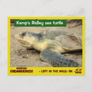 Carte Postale Cette tortue de mer risque de disparaître — postc