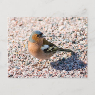 Carte Postale Chaffe