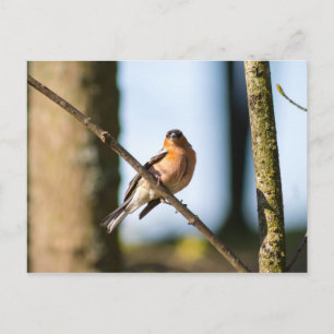 Carte Postale Chaffinch sur branche