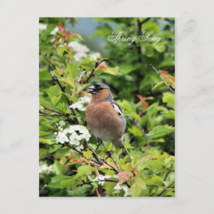 CARTE POSTALE CHAFFINY