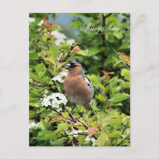 CARTE POSTALE CHAFFINY (Devant)