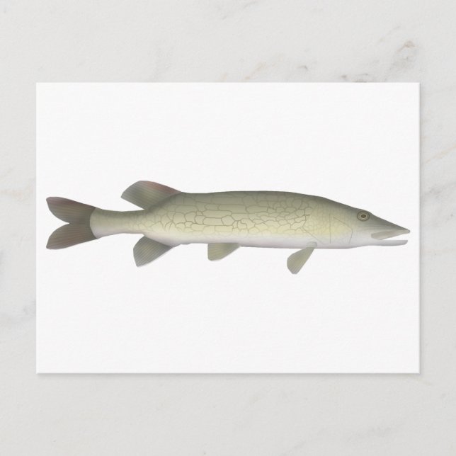 Carte Postale Chaîne Pickerel (Devant)