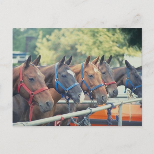 Carte Postale Chaîne Polo Pony (Devant)