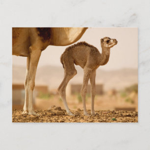 Carte Postale Chameau bébé