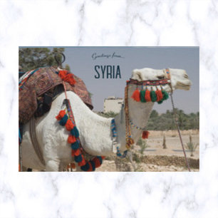 Carte Postale Chameau en Syrie