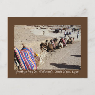 Carte Postale Chameaux à Sainte-Catherine