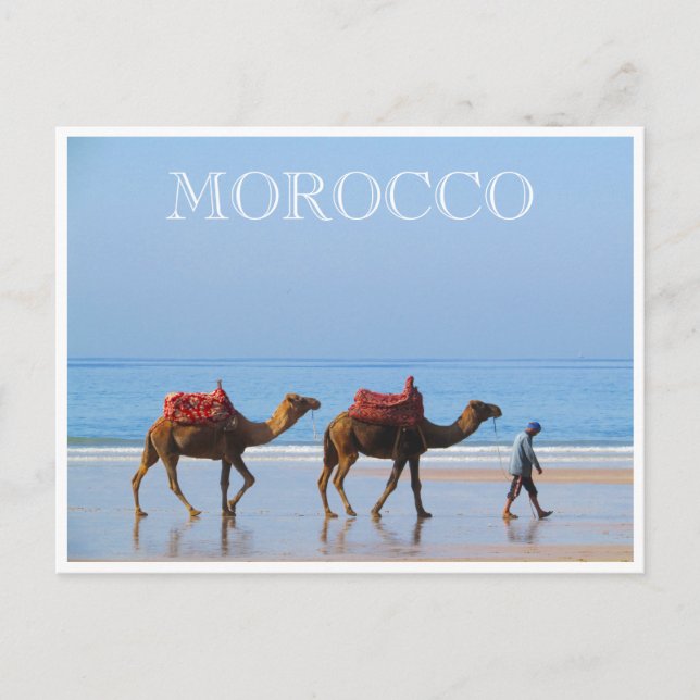 Carte Postale chameaux de plage du maroc (Devant)