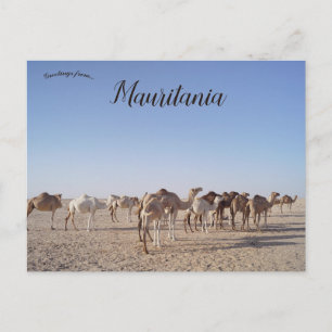 Carte Postale Chameaux en Mauritanie 
