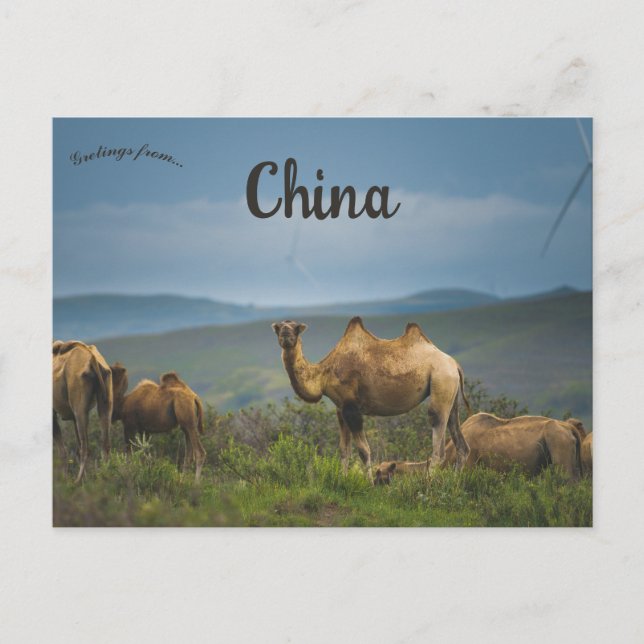 Carte Postale Chameaux en Mongolie intérieure Chine (Devant)