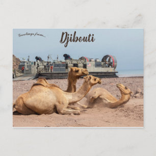 Carte Postale Chameaux reposant au soleil à Djibouti