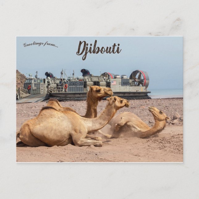 Carte Postale Chameaux reposant au soleil à Djibouti (Devant)