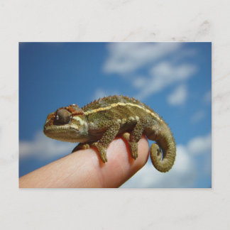 Carte Postale Chameleon