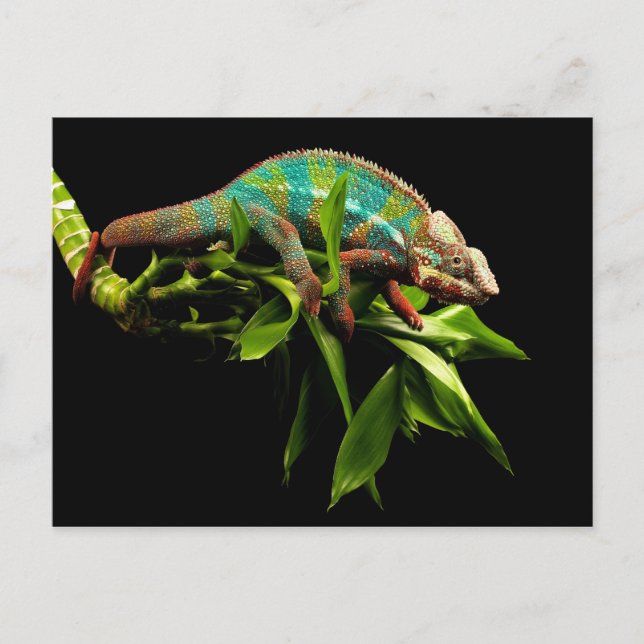 Carte Postale Chameleon (Devant)