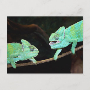 Carte postale Chameleon