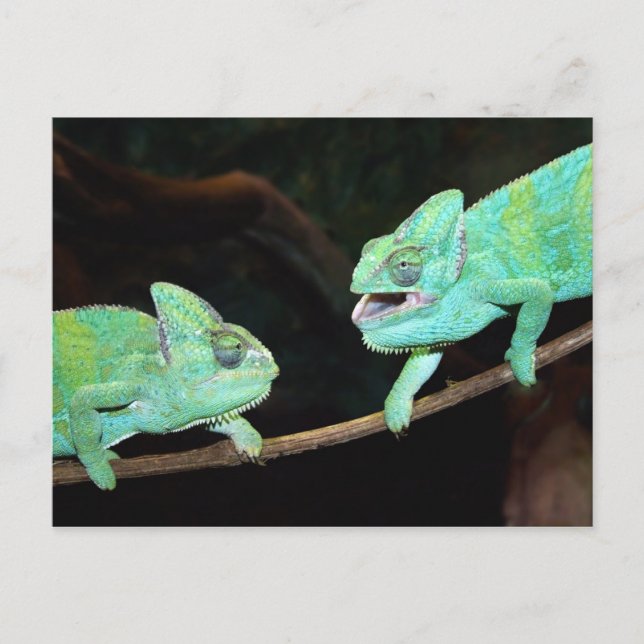 Carte postale Chameleon (Devant)