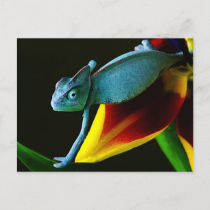 Carte Postale Chameleon bleu