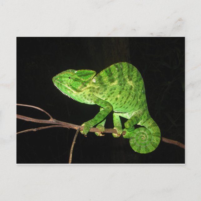 Carte Postale Chameleon (Chamaeleo zeylanicus) (Devant)