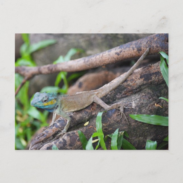 Carte Postale Chameleons (Devant)