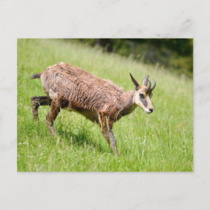 Carte Postale Chamois marchant sur l'herbe
