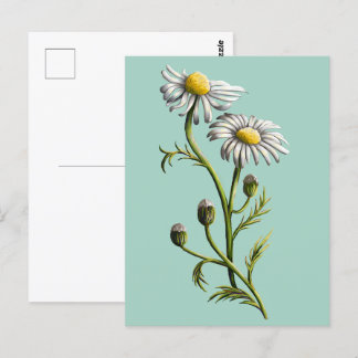 Carte postale Chamomile