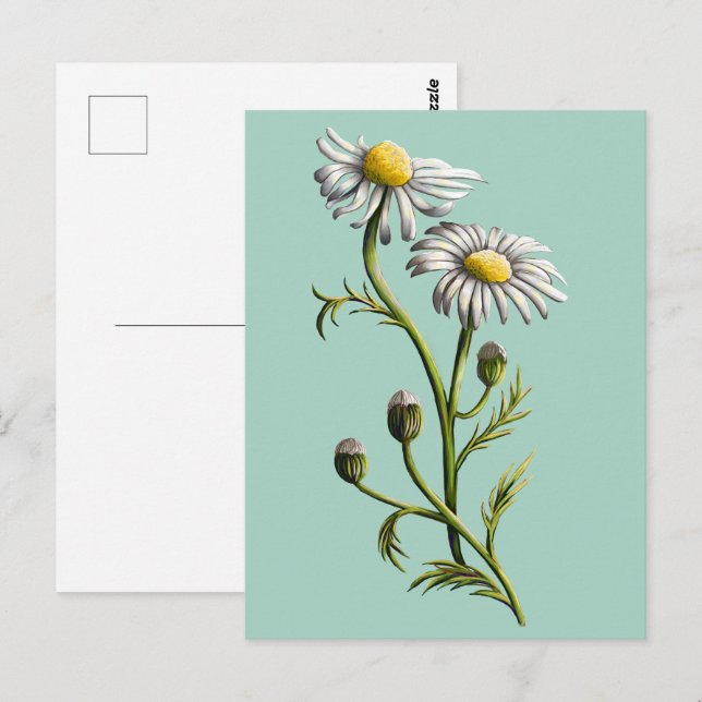 Carte postale Chamomile (Devant / Derrière)
