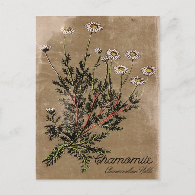 Carte postale Chamomile de style vintage (Devant)