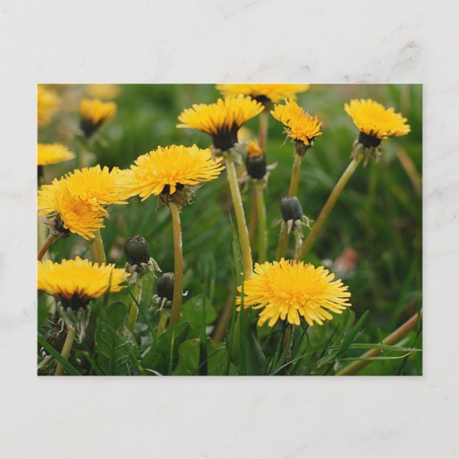 Carte Postale Champ Dandelion (Devant)