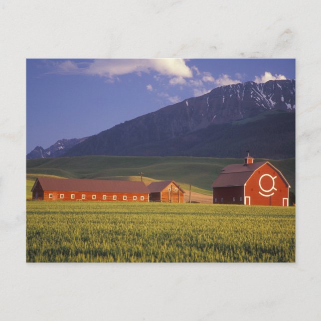 Carte Postale Champ de blé dans la vallée de Wallowa, juste (Devant)