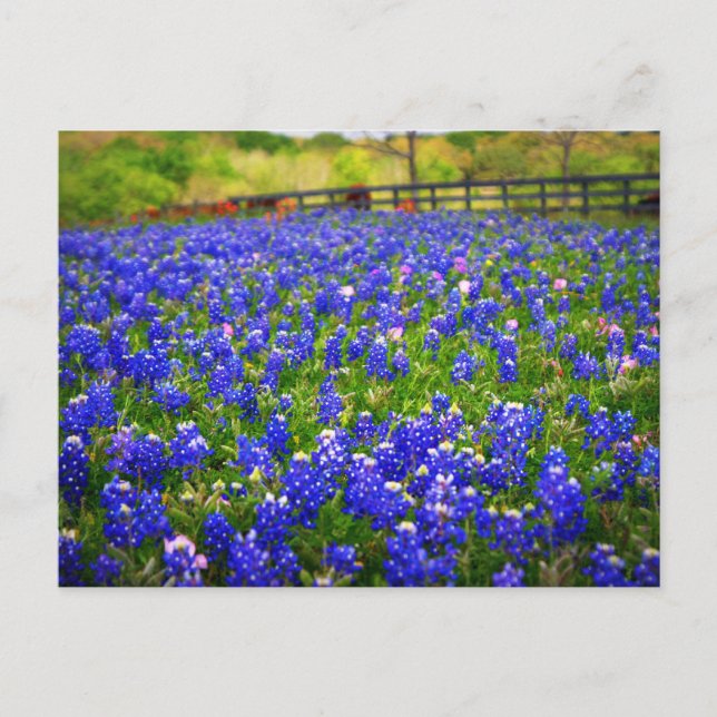 Carte Postale Champ de Bluebonnets (Devant)