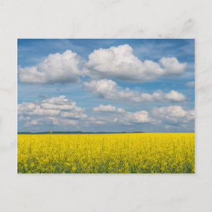 Carte Postale Champ de Canola & Nuages