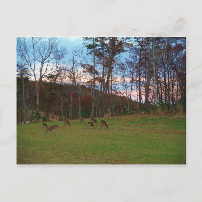 Carte Postale Champ de cerf et un SunSet rose (Devant)